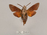 中文名:小斜帶長喙天蛾(1282-29469)學名:Macroglossum ungues cheni Yen, Kitching & Tzen, 2003(1282-29469)中文別名:蘭嶼長喙天蛾