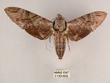 中文名:霜降天蛾(1130-602)學名:Psilogramma increta (Walker, 1865)(1130-602)中文別名:霜天蛾