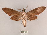 中文名:霜降天蛾(1130-607)學名:Psilogramma increta (Walker, 1865)(1130-607)中文別名:霜天蛾