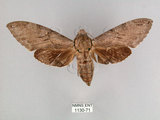 中文名:霜降天蛾(1130-71)學名:Psilogramma increta (Walker, 1865)(1130-71)中文別名:霜天蛾