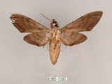 中文名:霜降天蛾(1282-1595)學名:Psilogramma increta (Walker, 1865)(1282-1595)中文別名:霜天蛾