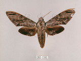 中文名:霜降天蛾(1282-1595)學名:Psilogramma increta (Walker, 1865)(1282-1595)中文別名:霜天蛾