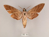 中文名:霜降天蛾(1282-463)學名:Psilogramma increta (Walker, 1865)(1282-463)中文別名:霜天蛾