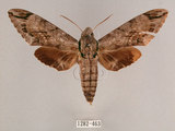 中文名:霜降天蛾(1282-463)學名:Psilogramma increta (Walker, 1865)(1282-463)中文別名:霜天蛾