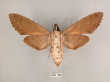 中文名:霜降天蛾(1282-483)學名:Psilogramma increta (Walker, 1865)(1282-483)中文別名:霜天蛾