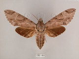 中文名:霜降天蛾(1282-483)學名:Psilogramma increta (Walker, 1865)(1282-483)中文別名:霜天蛾