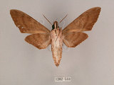 中文名:霜降天蛾(1282-533)學名:Psilogramma increta (Walker, 1865)(1282-533)中文別名:霜天蛾