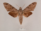 中文名:霜降天蛾(1282-533)學名:Psilogramma increta (Walker, 1865)(1282-533)中文別名:霜天蛾