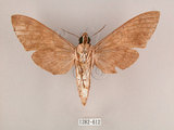 中文名:霜降天蛾(1282-612)學名:Psilogramma increta (Walker, 1865)(1282-612)中文別名:霜天蛾