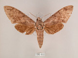 中文名:霜降天蛾(1282-612)學名:Psilogramma increta (Walker, 1865)(1282-612)中文別名:霜天蛾