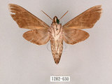 中文名:霜降天蛾(1282-630)學名:Psilogramma increta (Walker, 1865)(1282-630)中文別名:霜天蛾