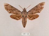 中文名:霜降天蛾(1282-630)學名:Psilogramma increta (Walker, 1865)(1282-630)中文別名:霜天蛾