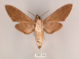 中文名:霜降天蛾(1282-641)學名:Psilogramma increta (Walker, 1865)(1282-641)中文別名:霜天蛾