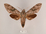 中文名:霜降天蛾(1282-641)學名:Psilogramma increta (Walker, 1865)(1282-641)中文別名:霜天蛾