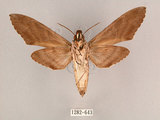 中文名:霜降天蛾(1282-643)學名:Psilogramma increta (Walker, 1865)(1282-643)中文別名:霜天蛾