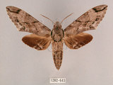 中文名:霜降天蛾(1282-643)學名:Psilogramma increta (Walker, 1865)(1282-643)中文別名:霜天蛾