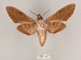 中文名:霜降天蛾(1282-877)學名:Psilogramma increta (Walker, 1865)(1282-877)中文別名:霜天蛾