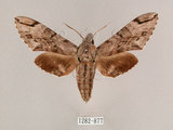 中文名:霜降天蛾(1282-877)學名:Psilogramma increta (Walker, 1865)(1282-877)中文別名:霜天蛾