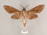 中文名:霜降天蛾(1427-97)學名:Psilogramma increta (Walker, 1865)(1427-97)中文別名:霜天蛾