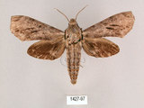 中文名:霜降天蛾(1427-97)學名:Psilogramma increta (Walker, 1865)(1427-97)中文別名:霜天蛾