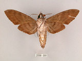 中文名:霜降天蛾(2098-300)學名:Psilogramma increta (Walker, 1865)(2098-300)中文別名:霜天蛾