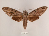 中文名:霜降天蛾(2098-300)學名:Psilogramma increta (Walker, 1865)(2098-300)中文別名:霜天蛾