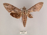 中文名:霜降天蛾(214-7)學名:Psilogramma increta (Walker, 1865)(214-7)中文別名:霜天蛾