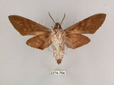 中文名:霜降天蛾(2374-764)學名:Psilogramma increta (Walker, 1865)(2374-764)中文別名:霜天蛾