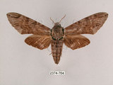 中文名:霜降天蛾(2374-764)學名:Psilogramma increta (Walker, 1865)(2374-764)中文別名:霜天蛾