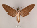 中文名:霜降天蛾(2397-160)學名:Psilogramma increta (Walker, 1865)(2397-160)中文別名:霜天蛾