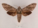 中文名:霜降天蛾(2397-160)學名:Psilogramma increta (Walker, 1865)(2397-160)中文別名:霜天蛾