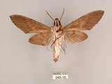 中文名:霜降天蛾(245-15)學名:Psilogramma increta (Walker, 1865)(245-15)中文別名:霜天蛾