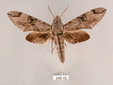 中文名:霜降天蛾(245-15)學名:Psilogramma increta (Walker, 1865)(245-15)中文別名:霜天蛾