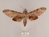 中文名:霜降天蛾(245-17)學名:Psilogramma increta (Walker, 1865)(245-17)中文別名:霜天蛾