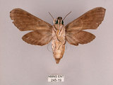 中文名:霜降天蛾(245-19)學名:Psilogramma increta (Walker, 1865)(245-19)中文別名:霜天蛾
