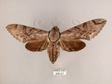 中文名:霜降天蛾(246-27)學名:Psilogramma increta (Walker, 1865)(246-27)中文別名:霜天蛾