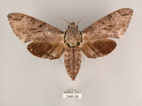 中文名:霜降天蛾(248-39)學名:Psilogramma increta (Walker, 1865)(248-39)中文別名:霜天蛾