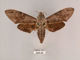 中文名:霜降天蛾(248-44)學名:Psilogramma increta (Walker, 1865)(248-44)中文別名:霜天蛾