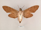 中文名:霜降天蛾(2489-217)學名:Psilogramma increta (Walker, 1865)(2489-217)中文別名:霜天蛾