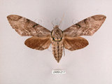 中文名:霜降天蛾(2489-217)學名:Psilogramma increta (Walker, 1865)(2489-217)中文別名:霜天蛾