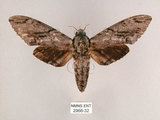 中文名:霜降天蛾(2966-32)學名:Psilogramma increta (Walker, 1865)(2966-32)中文別名:霜天蛾