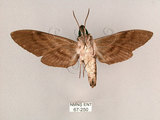 中文名:霜降天蛾(67-250)學名:Psilogramma increta (Walker, 1865)(67-250)中文別名:霜天蛾