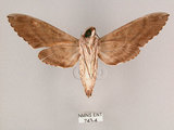 中文名:霜降天蛾(743-4)學名:Psilogramma increta (Walker, 1865)(743-4)中文別名:霜天蛾