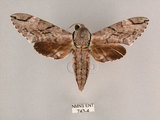 中文名:霜降天蛾(743-4)學名:Psilogramma increta (Walker, 1865)(743-4)中文別名:霜天蛾