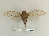 中文名:太平姬春蟬(2071-1)學名:Euterpnosia varicolor Kato, 1926(2071-1)中文別名:異色真寧蟬