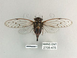 中文名:太平姬春蟬(2708-475)學名:Euterpnosia varicolor Kato, 1926(2708-475)中文別名:異色真寧蟬