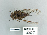 中文名:太平姬春蟬(4299-7)學名:Euterpnosia varicolor Kato, 1926(4299-7)中文別名:異色真寧蟬