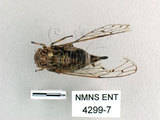中文名:太平姬春蟬(4299-7)學名:Euterpnosia varicolor Kato, 1926(4299-7)中文別名:異色真寧蟬