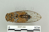 中文名:可禮大蟬(2237-344)學名:Macrosemia kareisana (Matsumura, 1907 )(2237-344)中文別名:大馬蟬