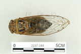 中文名:可禮大蟬(2237-344)學名:Macrosemia kareisana (Matsumura, 1907 )(2237-344)中文別名:大馬蟬